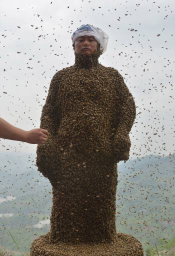 пчелы облепили человека